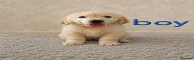 Golden Retriever 3