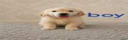 Golden Retriever dogs for sale: Beautiful Golden Retriever puppies  - Advert 8