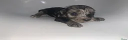 Cockapoo dogs for sale: Outstanding F1 Cockerpoo PuppiesExceptional Colour - Advert 17