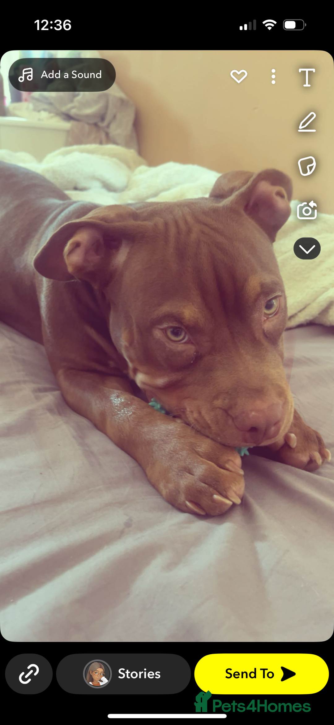 Mixed Breed dogs for sale: pure male pocket bully  - Image 6