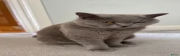 British Shorthair cats for sale: Beautiful adult british shorthair  - Advert 9