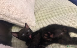 Bengal cats for sale: Mixed Breed Kittens  - Image 7