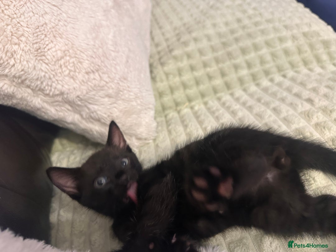 Bengal cats for sale: Mixed Breed Kittens  - Image 7