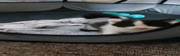 Domestic Shorthair cats for sale: Stunning litter of 4 - Advert 23