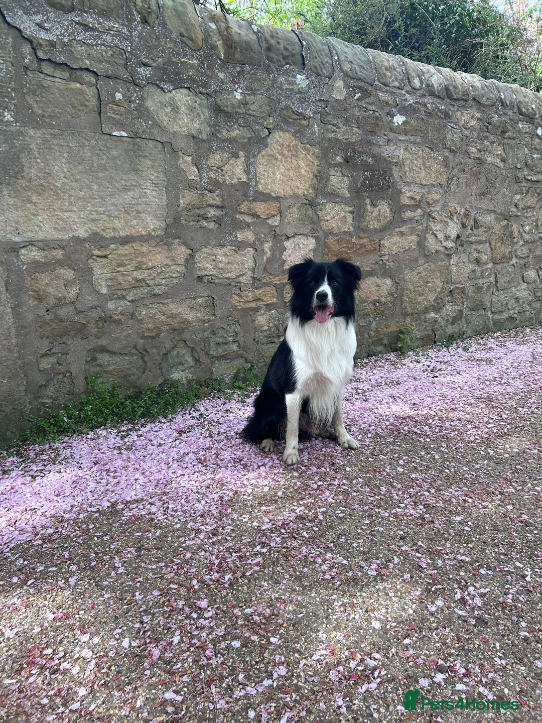 Border Collie dogs for stud: Beautiful Border Collie for Stud - Image 5
