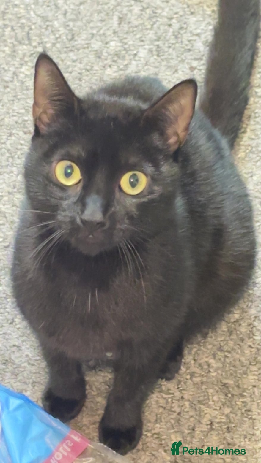 Bombay cats Beautiful black and white kittens  - Advert 4