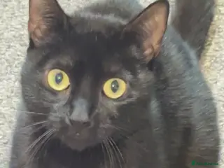 Bombay cats Beautiful black and white kittens - Advert 4