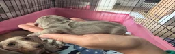 Miniature Dachshund dogs for sale: 5 beautiful puppies - Advert 2