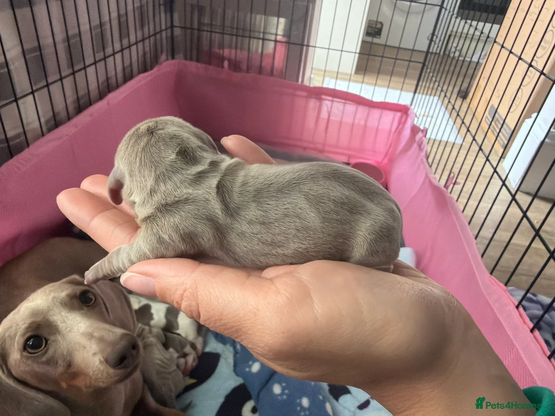 Miniature Dachshund dogs for sale: 5 beautiful puppies - Advert 2