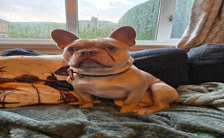 French Bulldog dogs Pedigree French Bulldog.  - Advert 1