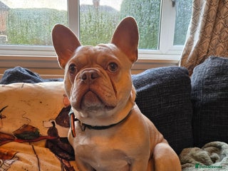 French Bulldog dogs Pedigree French Bulldog. - Advert 1