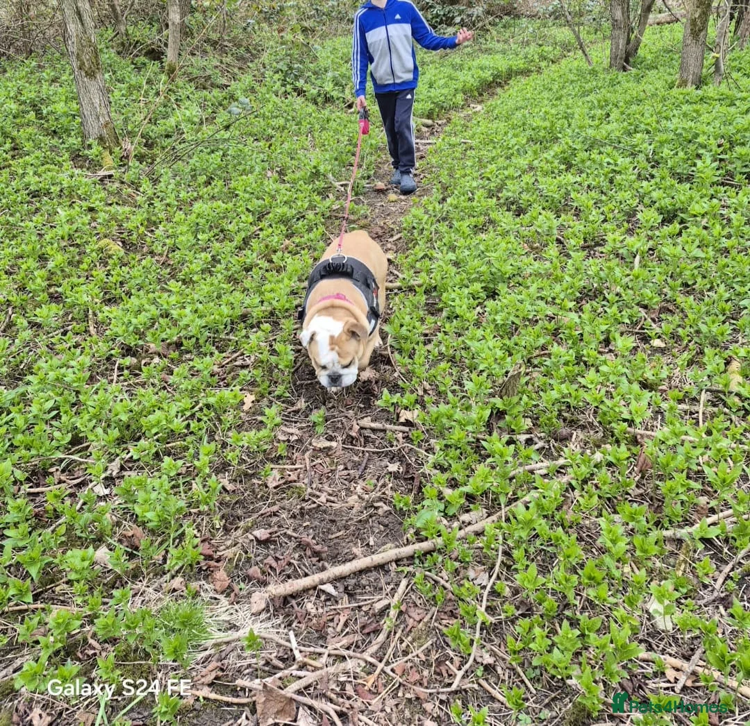 English Bulldog dogs for sale: Meet River our gorgeous 5 year old British Bulldog - Advert 11