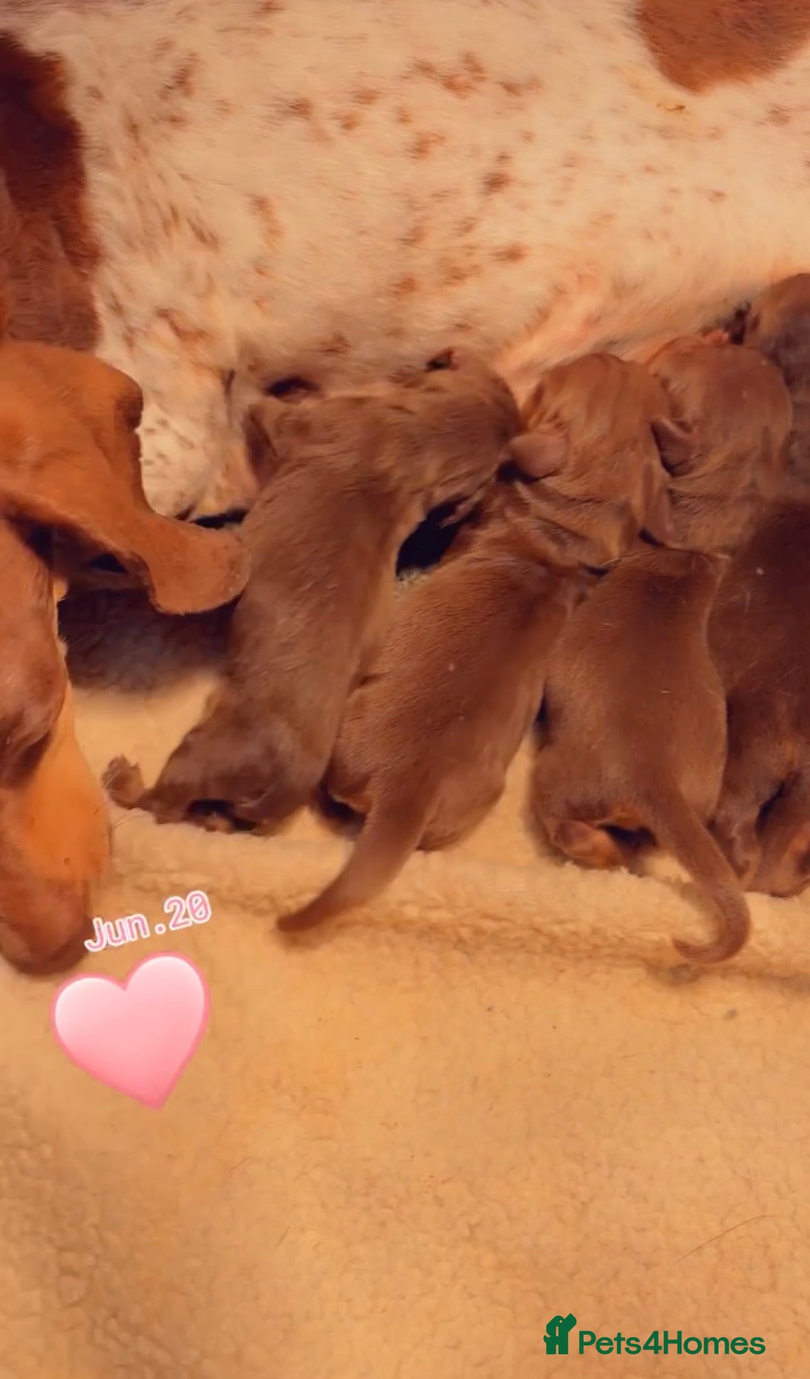 Miniature Dachshund dogs Beautiful mini smooth dachshund puppies - Advert 2