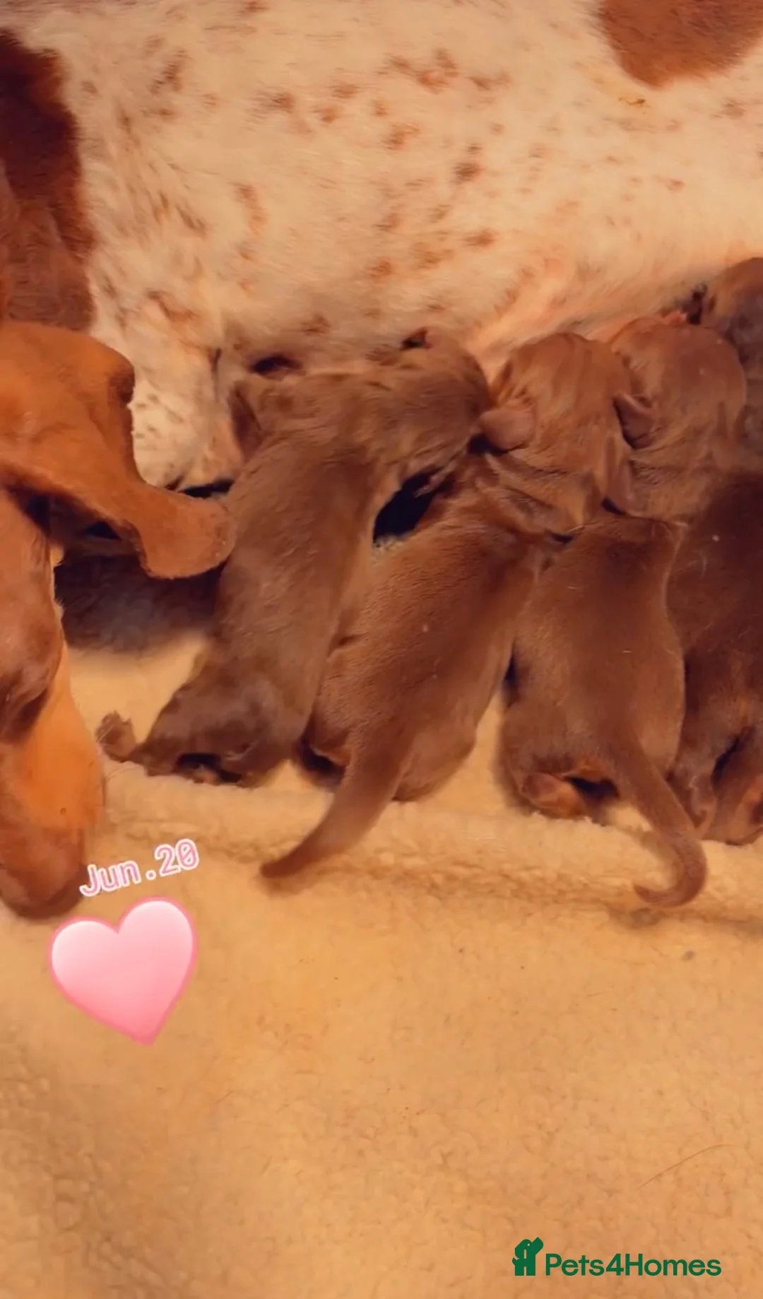 Miniature Dachshund dogs for sale: Beautiful mini smooth dachshund puppies - Advert 2