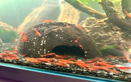 Shrimps fish for sale: Juvenile Red Cherry Shrimp 🦐  - Image 3