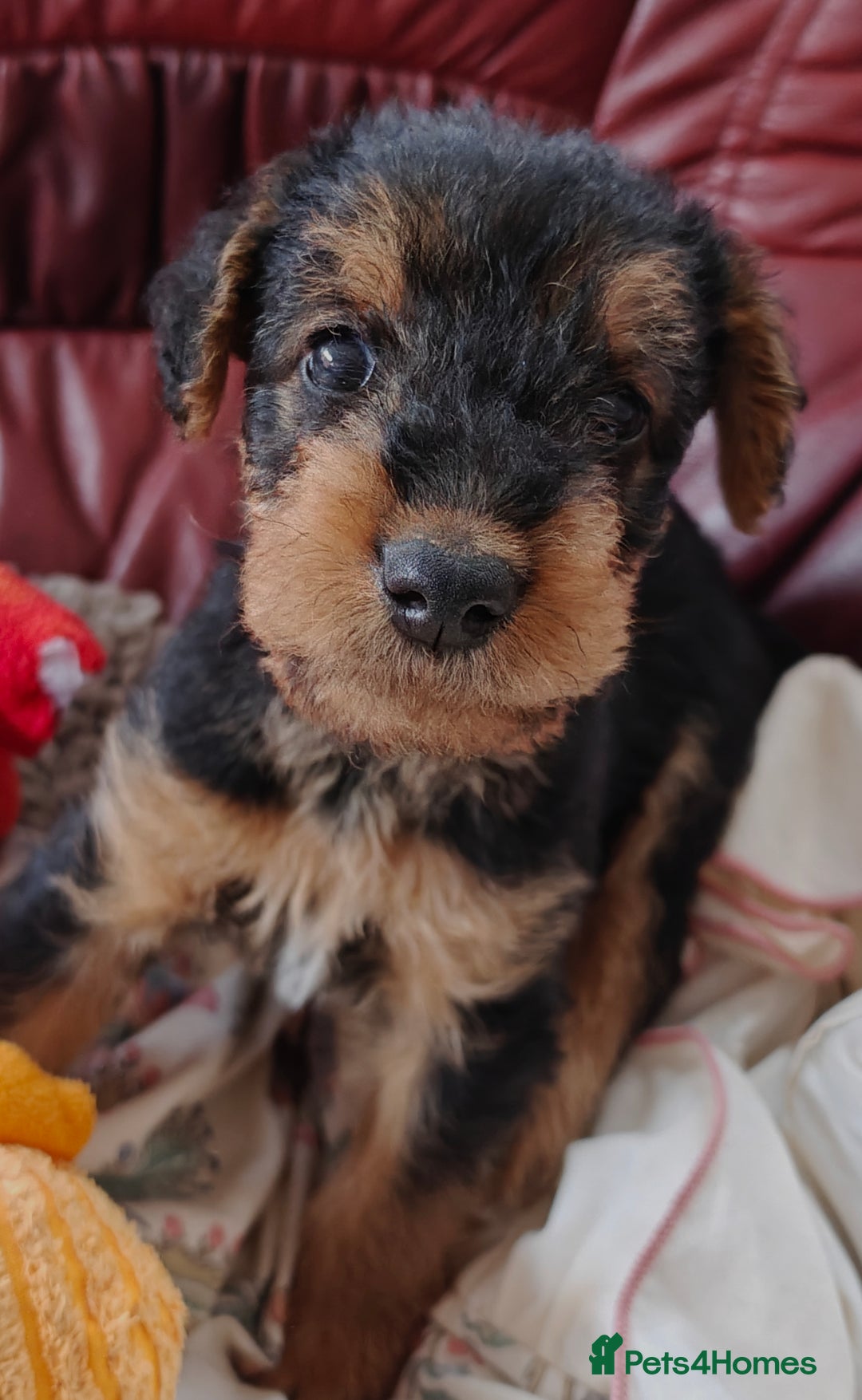 Airedale Terrier dogs for sale: Superb Airedale Terrier puppies Champion parents - Image 21