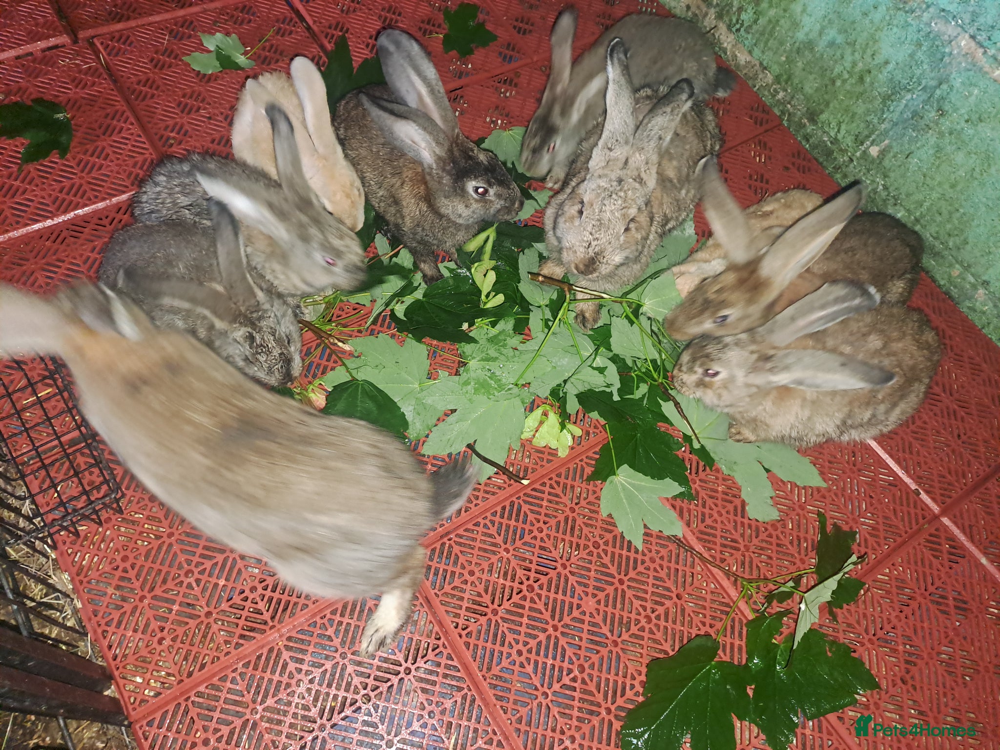 Continental Giant rabbits for sale: Pure Giant rabbits - Advert 5