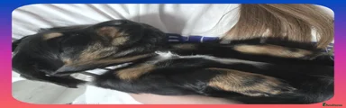 Miniature Dachshund Puppy 4