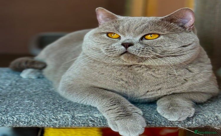 British Shorthair cats in Mansfield - Advert 5