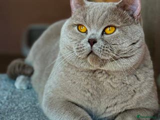 British Shorthair cats Stunning lilac boy for stud, active GCCF andTICA! in Mansfield - Advert 6