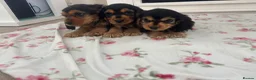 Cocker Spaniel dogs for sale: Cocker spaniel puppy  in Glasgow - Advert 6