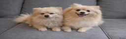 Pomeranian dogs for sale: Pomeranian  - Advert 5