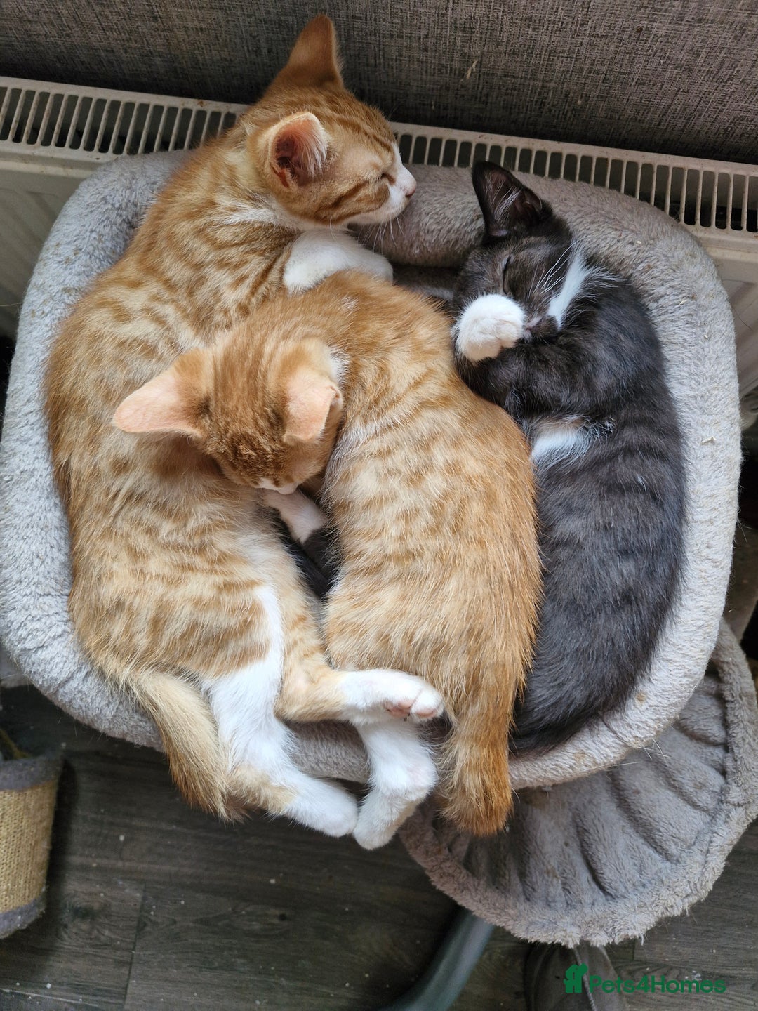 Domestic Shorthair cats for sale: Bundles off fun  - Image 12