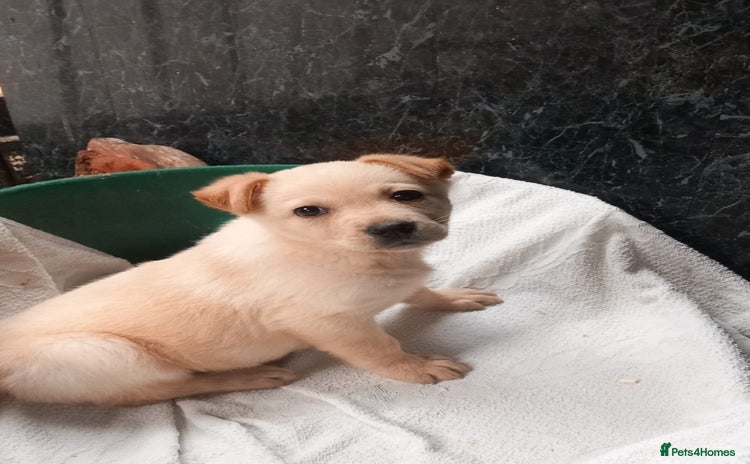 Mixed Breed dogs - Advert 1