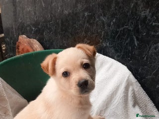 Mixed Breed dogs - Advert 1