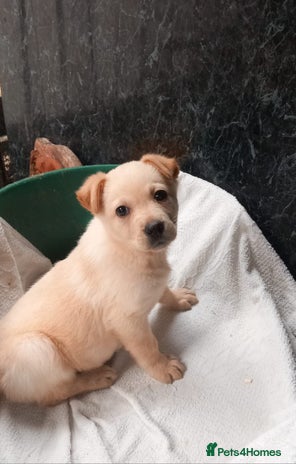 Mixed Breed dogs - Advert 1