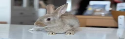 Mixed Breed rabbits for sale: Stunning, Hand-Reared Bunnies Seeking Forever home - Advert 5