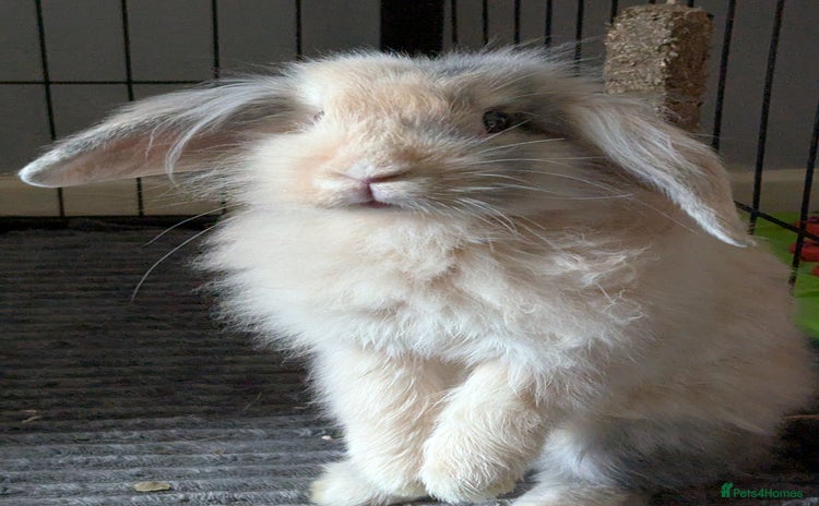 Lionhead rabbits - Advert 2