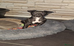Whippet dogs for sale: 3/4 Whippet 1/4 Italian greyhound  - Image 3