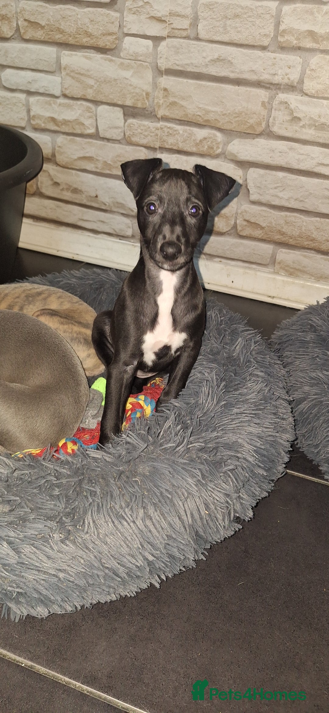 Whippet dogs for sale: 3/4 Whippet 1/4 Italian greyhound  - Image 3