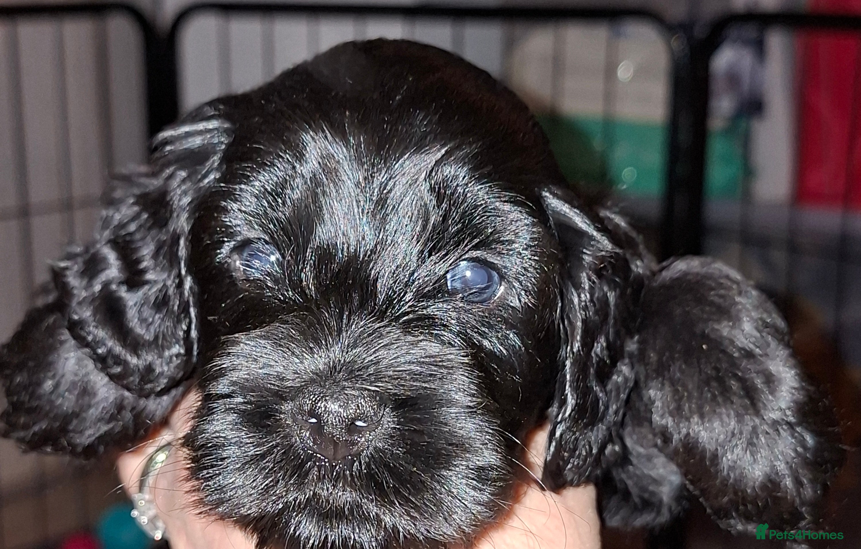 Cockapoo dogs *3 GIRLS LEFT* Beautiful miniature cockapoo pups  - Advert 8