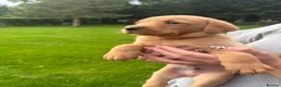 Labrador Retriever dogs for sale: One fox red lab available  in Grimsby - Advert 1