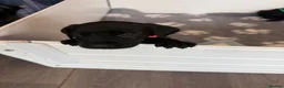 Labrador Retriever dogs for sale: Black Labrador pups boys and girls - Advert 12