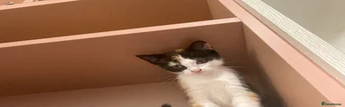 Domestic Shorthair 11