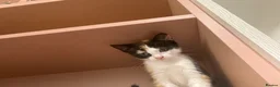 Domestic Shorthair cats for sale: Miss  in Birmingham - Advert 3