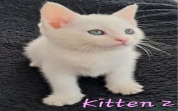 Mixed Breed cats for sale: 4 cute kittens up for sale - Image 24