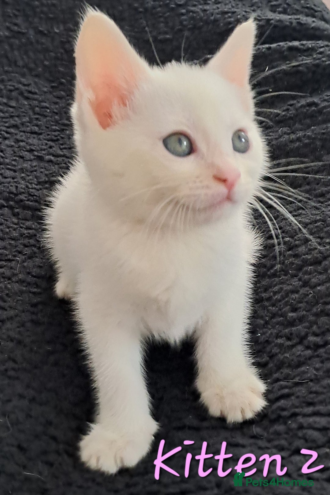 Mixed Breed cats for sale: 4 cute kittens up for sale - Image 24
