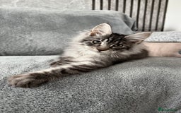 Maine Coon cats for sale: Maine Coon Kittens TICA Registered Cattery  - Image 3