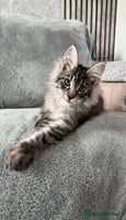 Maine Coon cats - Advert 16