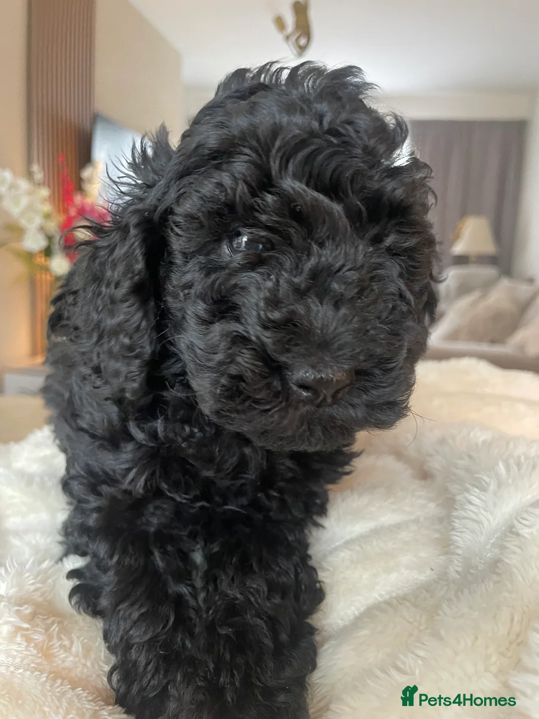 Miniature Poodle dogs for sale: DNA health tested parents Miniature Poodle - Advert 16