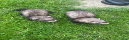 Ferret rodents for sale: Ferrets for sale in Swindon - Advert 5