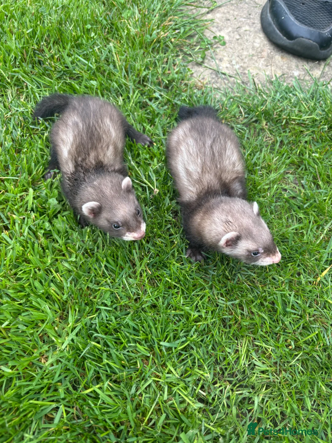 Ferret rodents for sale: Ferrets for sale in Swindon - Advert 5