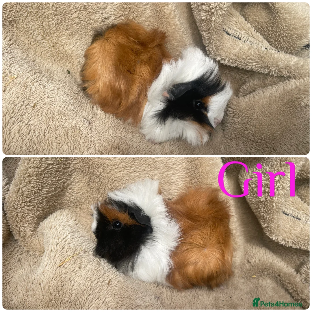 Guinea Pig rodents for sale: Female guinea pigs  - Advert 1