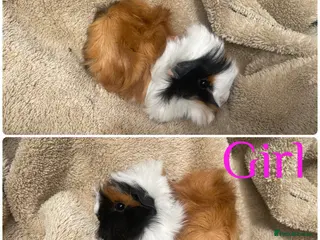 Guinea Pig rodents Female guinea pigs - Advert 2