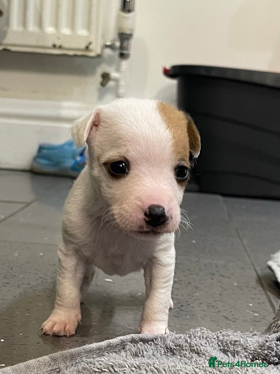 Jack Russell dogs for sale: READY NOW! OutstandingJack Russell puppies - Advert 31