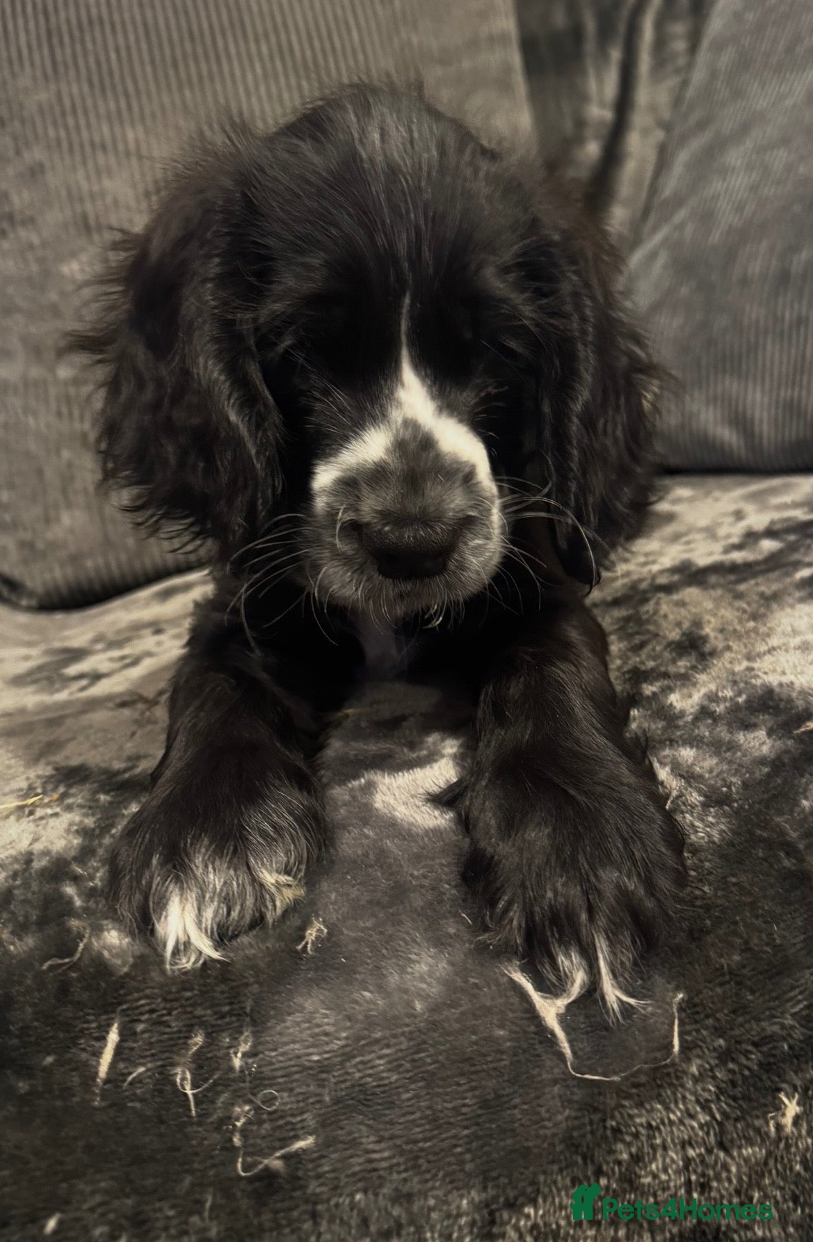 Cocker Spaniel dogs Beautiful cocker spaniel pups 2 left  - Advert 13